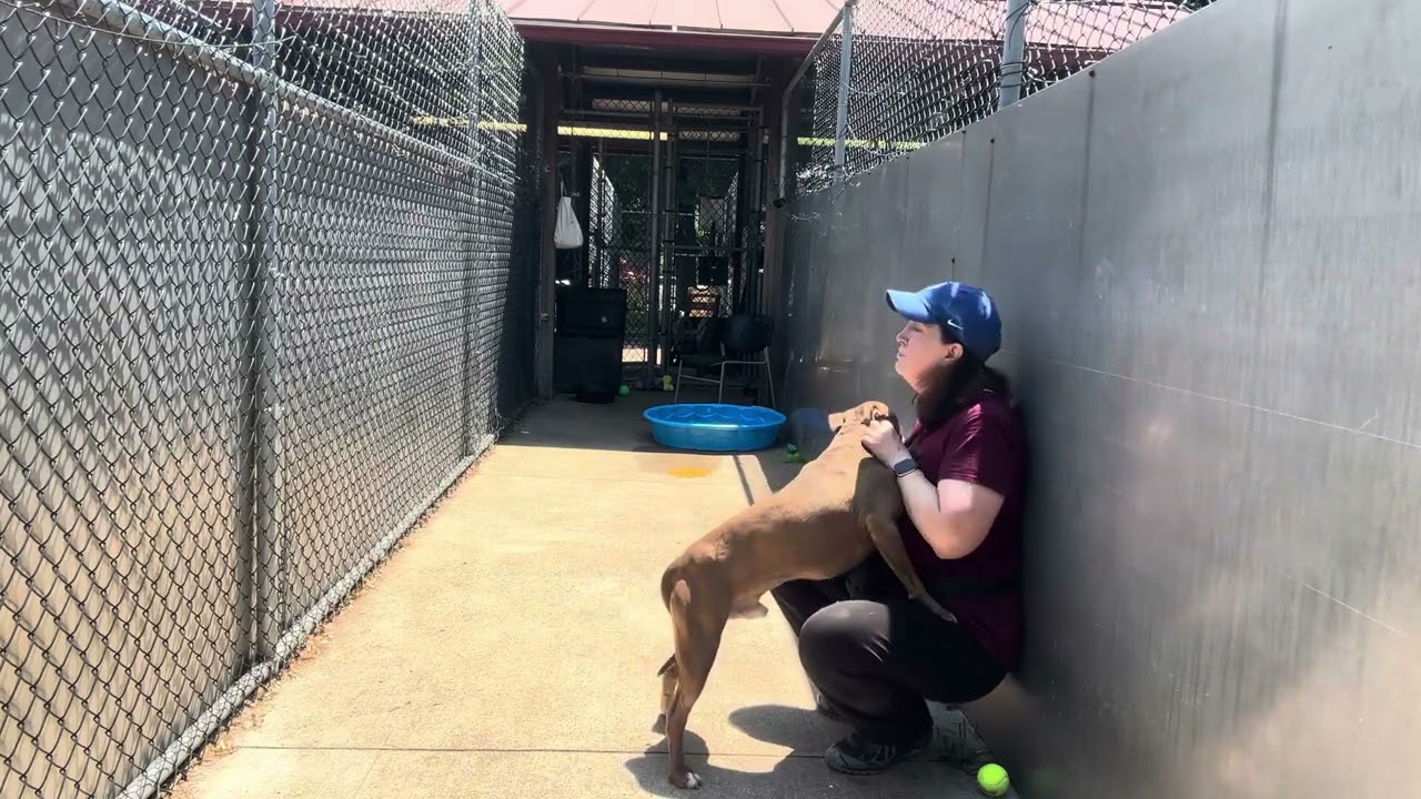 Norbert video preview