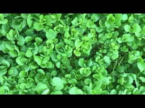 Odla egen vattenkrasse med fröer från Gourmetgarage