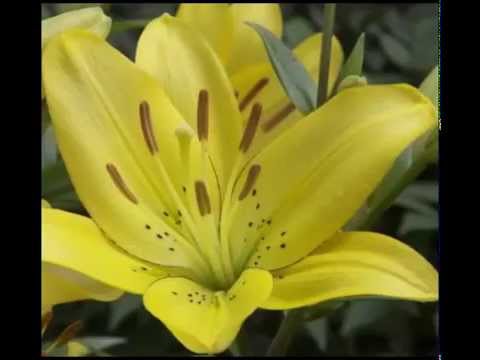 Lily herb health benefits