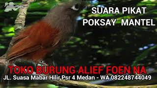 Download lagu Suara Pikat MP3 Burung Poksay Mantel - Masteran Burung Poksay Mantel Gacor mp3
