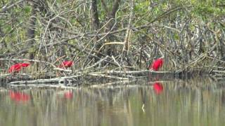 preview picture of video 'Scarlet Ibis'