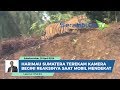 Harimau Sumatera Terekam Kamera, Begini Reaksinya Saat Mobil Mendekat Harimau Sumatera Terekam Kamera, Begini Reaksinya Saat Mobil Mendekat