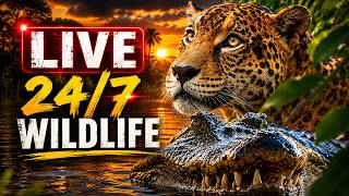 🔴Wildlife Documentary 24/7 LIVE 🌍Animal Planet & Nature Stories (Free Full Episodes) Relaxing nature