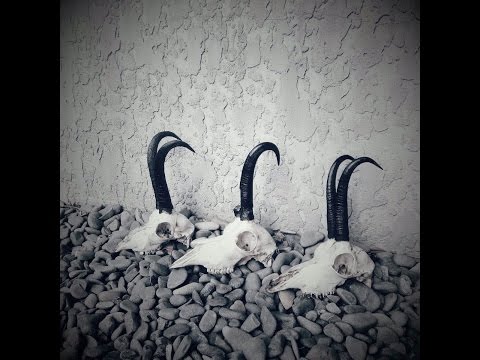 How To - Cleaning Up Old Chamois Horns