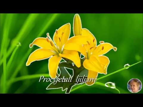 Ivica Pepelko i TS Cure iz centra - Procvjetali ljiljani