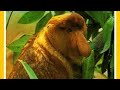 Opening Closing To Creatures Of The Mangrove 1988 VHS