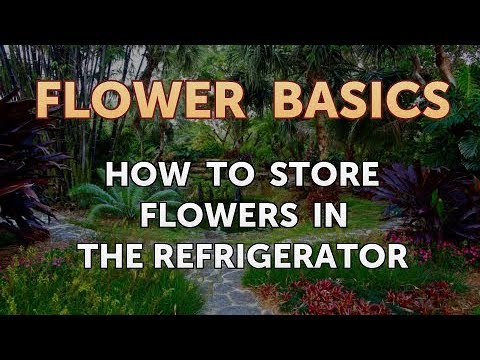 How to Get More Canna Lily Blooms