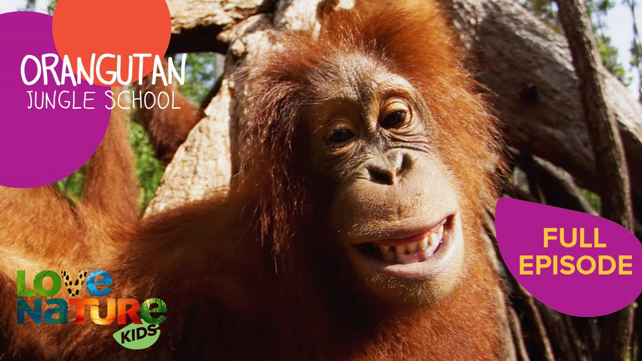 Born To Be Wild (And Free) | Orangutan Jungle School 210