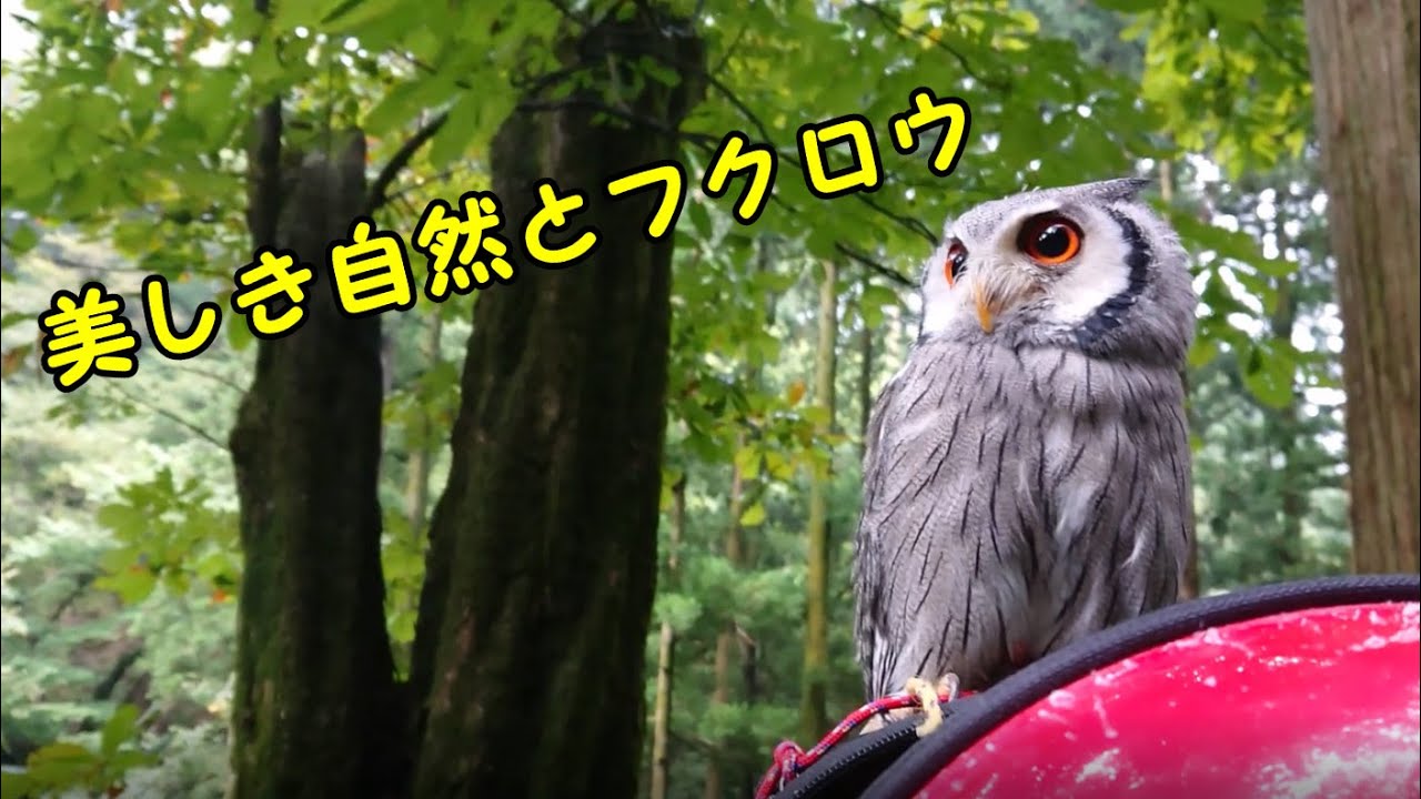 フクロウと榛名神社の参道