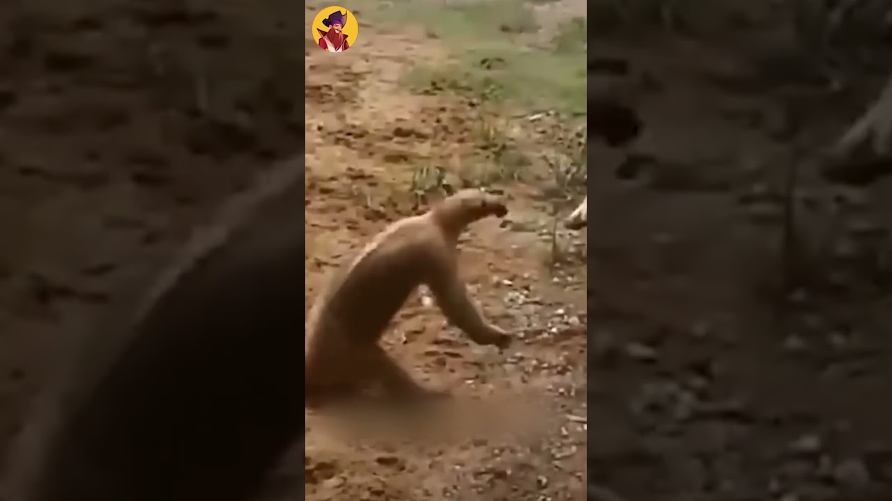 Anteater VS Dog #shorts