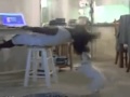 Dog Pulls A Woman Off A Chair By Her Hair