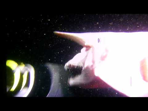The Goblin Shark, Disturbing One of a Kind Footage