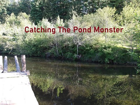 Catching The Pond Monster