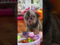Man picked up a strange creature and then #marmoset #monkey #shorts