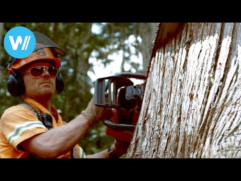 Lumberjack professionals demonstrate their skills in the Rocky Mountains