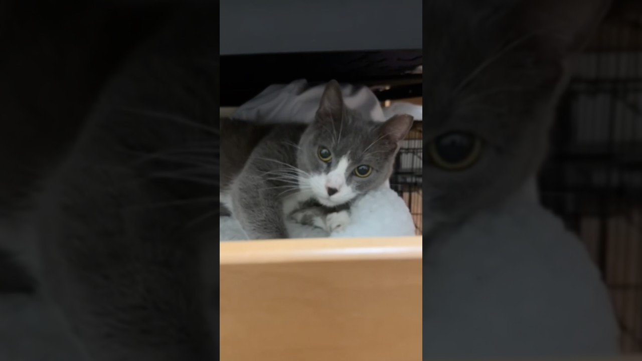 Enlarge Tinker, a Adoptable Domestic Short Hair in Syracuse, NY video 6/6