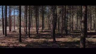 DJI Mavic Air flying in the woods