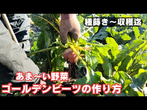 アカザ科 - 定義