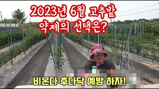 이제 장마의 시작인가?? 알농에서 알려주는 6월 약제 선택! 고추 탄저병 총채벌레 진딧물 고온 스트레스 안녕…