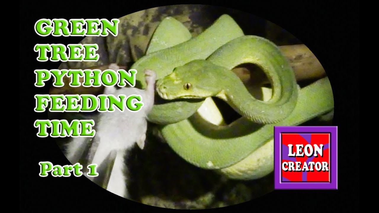 Green Tree Python (Morelia viridis) Feeding Tips - Part 1 - with Leon Hills - LEON CREATOR