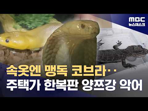 야생 악어와 독사를 몰래 들여온 일당이 붙잡혔어요