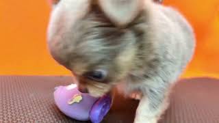 チワワ(ロング)の動画01