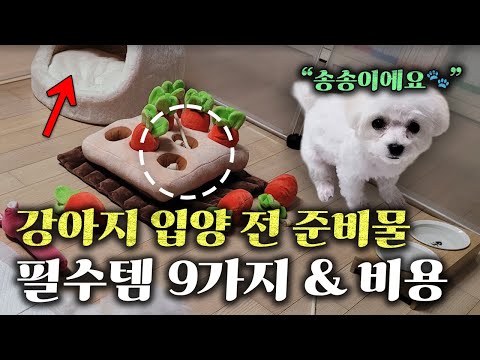 16년차 수의사가 알려주는 강아지 입양전 필수 준비물 9가지