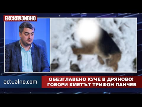 Обезглавиха куче в Дряново. Ексклузивно кметът Трифон Панчев в „Студио Актуално“ (ВИДЕО)
