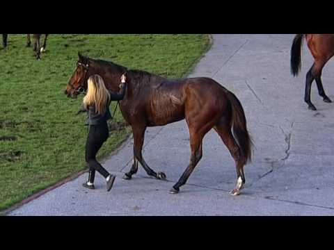 Belmont Park, 29/06/2016 - Race 7 - HELLO PARIS - Alana Williams & William Pike