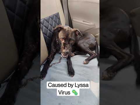 Rabid Dog tried to Snap #Rabies #Virus #Zoonotic #Disease