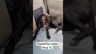 Rabid Dog tried to Snap #Rabies #Virus #Zoonotic #Disease #vetsingh #shorts
