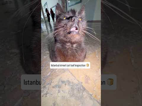 Istanbul street cat loaf inspection: found this guy at a train station! 🤝