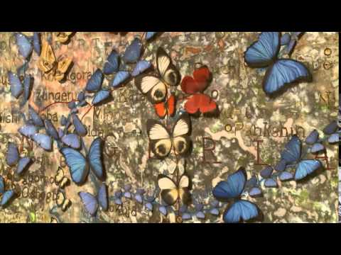 In the Frame: Exploring the DIA - Episode 312