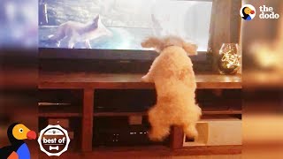 Dog Jumps With Animals On TV + Funny & Cute Videos April 2018 | The Dodo Best Of by The Dodo