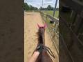 It S A Hot Day But The Uhlanequestrian Airflow Saddle Pad Makes It Much Cooler Shorts Fyp