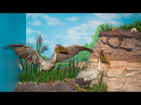 Exponatul lunii octombrie la Complexul Muzeal Arad este pelicanul comun (Pelicanus onocrotalus), expus la Muzeul de Științe ale Naturii