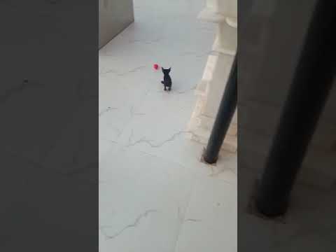 #Beby Cats #funny video #cats #cats 🐱🐱🐱🐱 #video