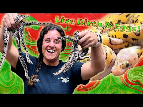 Live Boa Birth + Baby Pythons Hatch! 🐍😍 Incredible Snake Moments🤩