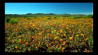 John Martyn  One World - (Beauty Without, Within) (Fan Video)