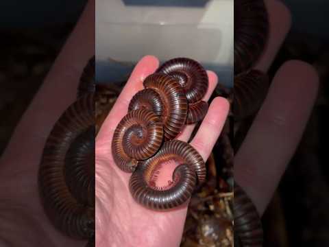 RED MILLIPEDE vs BLACK MILLIPEDE 😎😎😎 - short video #snailhunter
