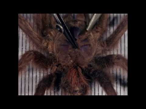 Cabinet of Jan Svankmajer – Quay Brothers