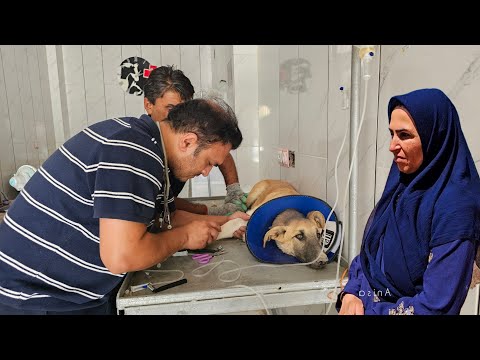 Nuestra peor pesadilla está sucediendo: la repentina y terrible enfermedad de nuestro cachorro.