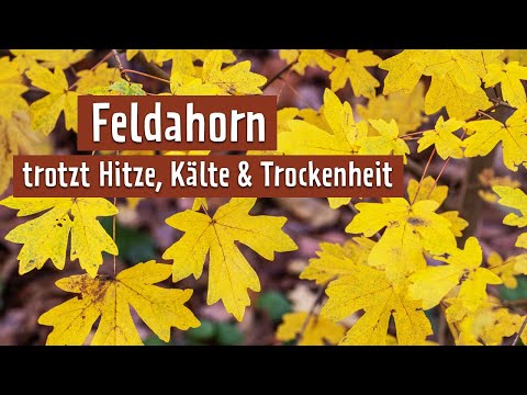 Für schwierige Standorte: Einen roten Feldahorn pflanzen | MDR Garten