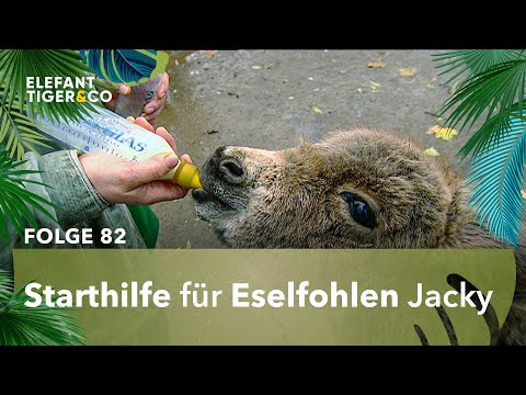 Leipziger Eselfohlen von Mutter abgestoßen (Folge 82) | Elefant, Tiger & Co. | MDR