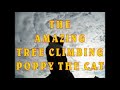 GONG YONI POEM/ ESCAPE CONTROL DELETE - FEATURING, THE AMAZING, TREE CLIMBING POPPY THE CAT!!!
