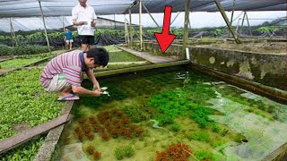 Tour Inside AMAZING AQUATIC PLANT FARM!! - (Singapore)