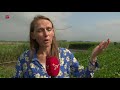 Waterschap: Flevoland is niet heel gevoelig voor droogte