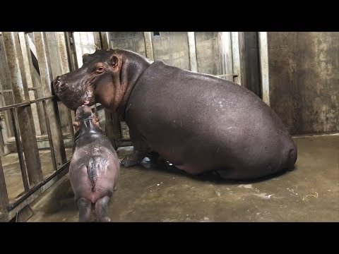 Watch the moment baby hippo is reunited with family after separation at birth
