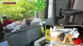 三毛猫フミちゃん　 LIVE配信　2026年7月9日　calico cat　(LIVE stream)