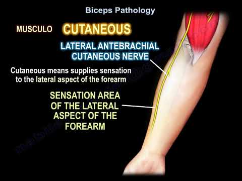 Problèmes courants du tendon du biceps